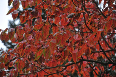 2013-11-01_Rhus_potaninii.jpg