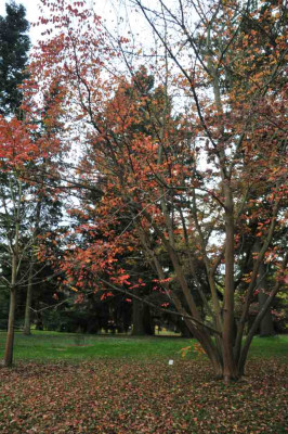 2013-11-01_Rhus_potaninii_habitus.jpg