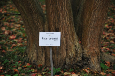 2013-11-01_Rhus_potaninii_Beschriftung.jpg