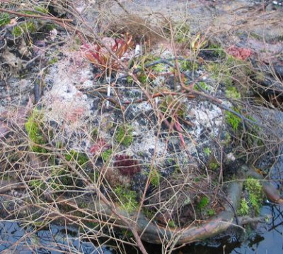 Abdeckung-moorbeet.jpg