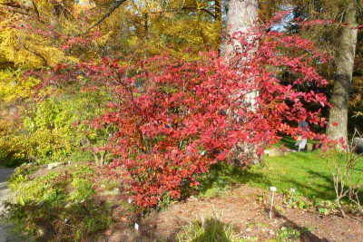 2012-11-04_Cotoneaster_moupinensis.jpg