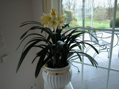 Clivia_miniata_Yellow_Star.jpg