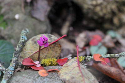 Cyclamen_coum_12.jpg