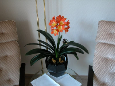 Clivia_miniata_Hybride_-_Gastezimmer.jpg