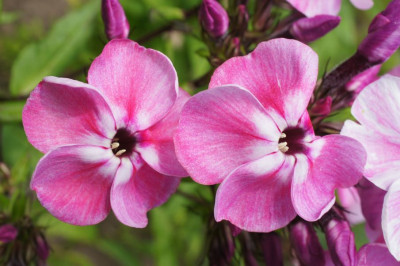 Ein_Repre-Phlox.jpg