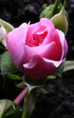 rose01.jpg