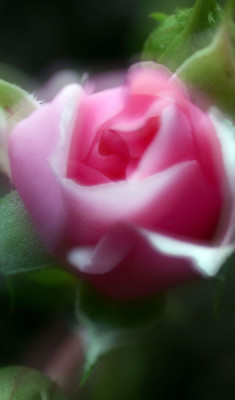 rose02.jpg