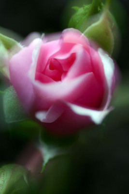 rose03.jpg
