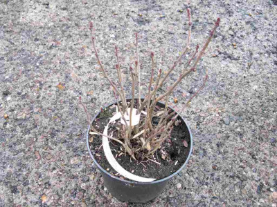 Sorbus_reducta_1024x768.jpg