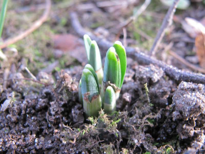 Galanthus_nivalis_22.12.13_ue.jpg