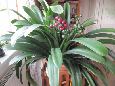 Klivie_131221.jpg