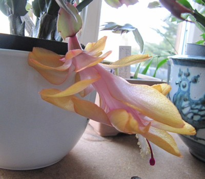 Schlumbergera_Otono_Brazil_131221.jpg