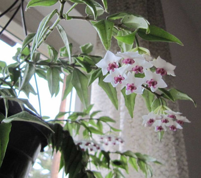 Hoya_131221.jpg
