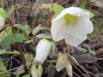 Helleborus_niger_131221.jpg