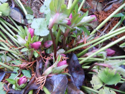 Weihnachtsspaziergang_2013_013.JPG