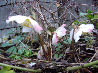 Weihnachtsspaziergang_2013_014.JPG