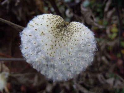 Weihnachtsspaziergang_2013_008.JPG