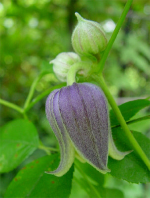 clematis_fusca_var_violacea.jpg