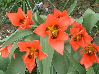 Tulipas_Web_CIMG1383.jpg