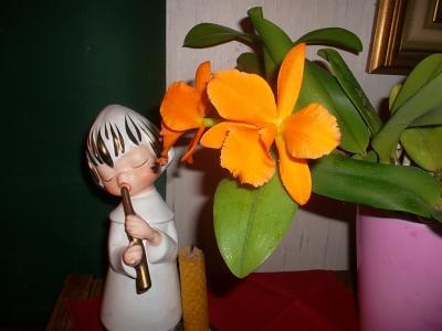 Weihnachtsblume.jpg