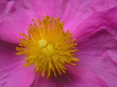 Cistus_albidus_070705.jpg