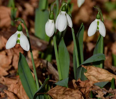 Galanthus_elwesii_var_elwesii_13-12.jpg