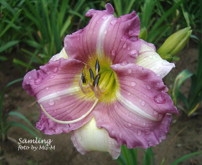 Imgp2046Smlg05-10-02.jpg