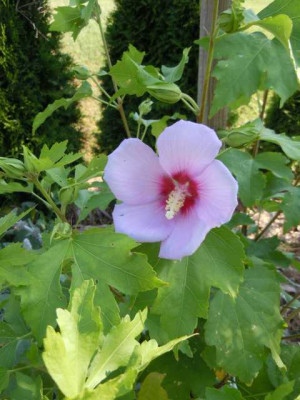 Hibiscus_hybr._Resi.JPG