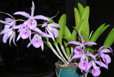 Maikai_Mayumi20131229_c.jpg