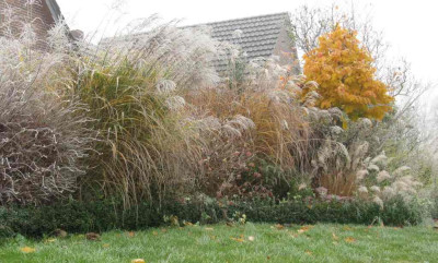 Rauhreif_im_Garten_Herbst_2011_1024x768.jpg