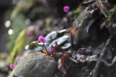 Cyclamen_Jahresende.jpg