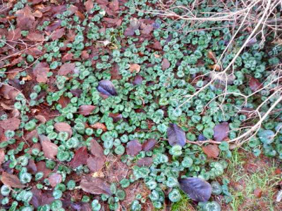 Cyclamen_coum1.jpg