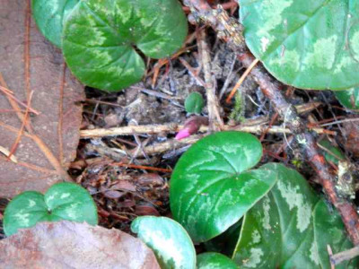 Cyclamen_coum2.jpg