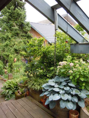 hosta_an_terrasse.JPG