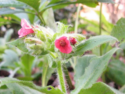 Pulmonaria_rubra_800x600.jpg