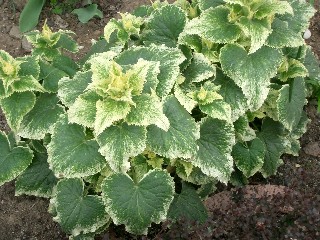 Web_Alchemilla1.jpg