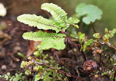 Adiantum_aleuticum_var.s..jpg