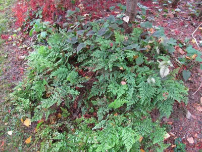 GP_Adiantum_venustum.jpg