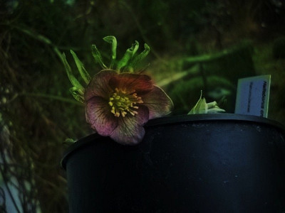 h.croaticus.jpg