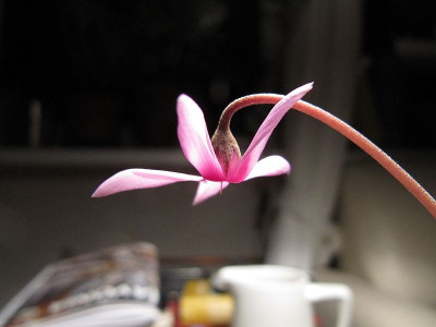 Cyclamen_x_meiklii_140101k.jpg