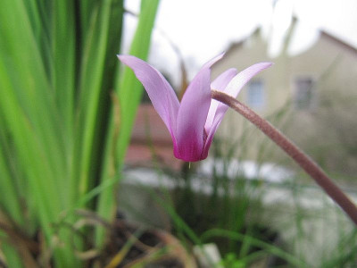 Cyclamen_x_meiklii_140102k.jpg