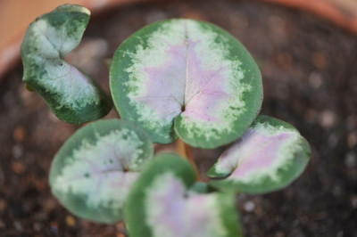 Cyclamen_hederifolium_purple_centre.jpg