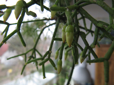 Rhipsalis_140102.jpg