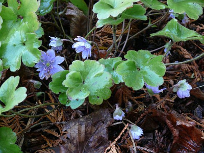 hepatica_transsilvanica_winter.jpg