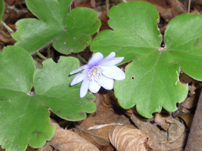 Hepatica_03.01.2014_-1-.jpg