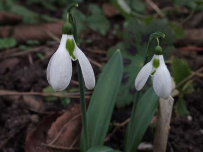 DSCF1339.JPG