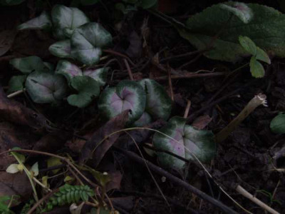 DSCF1338.JPG