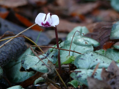cyclamen_coum_2014-01-04_921_80k.jpg