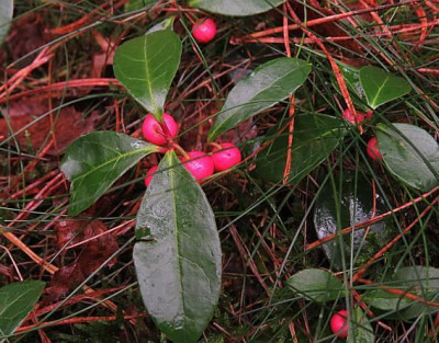 IMG_1911_gaultheria_neo.jpg