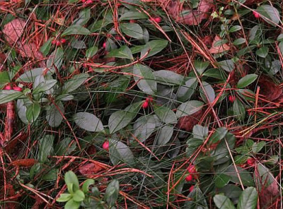 IMG_1911_gaultheria_neo_ubersicht.jpg